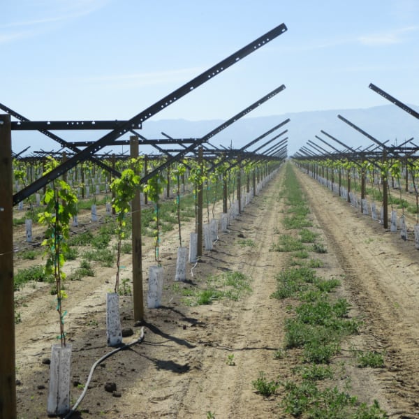 Como Plantar e Cultivar Uvas