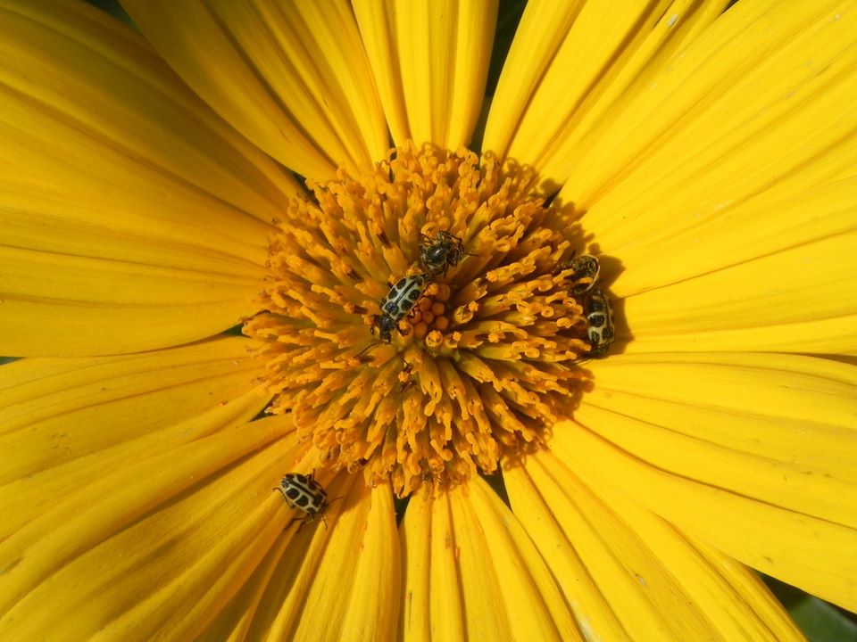 Você Conhece Margaridão ou Girassol Mexicano