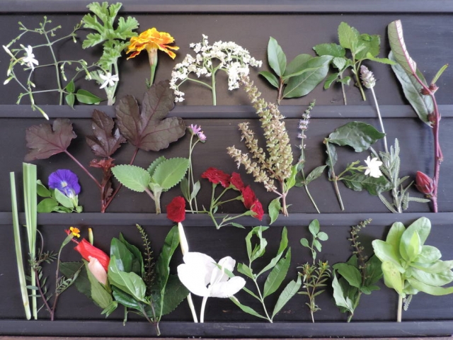 PANC - Plantas Alimentícias não convencionais