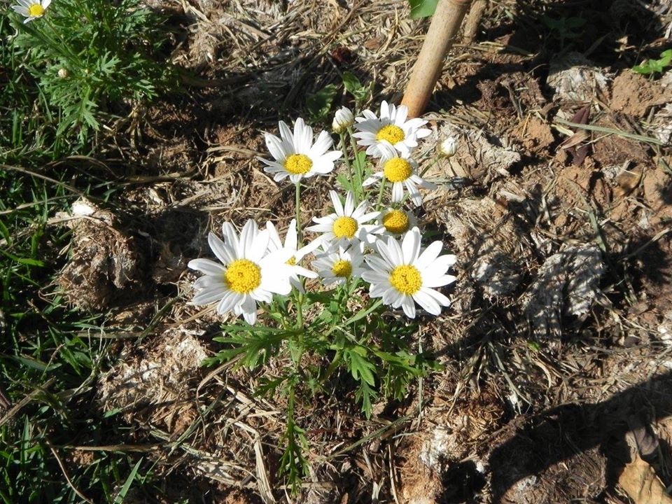 Inauguração do Espaço Margarida no Parque Guacuri