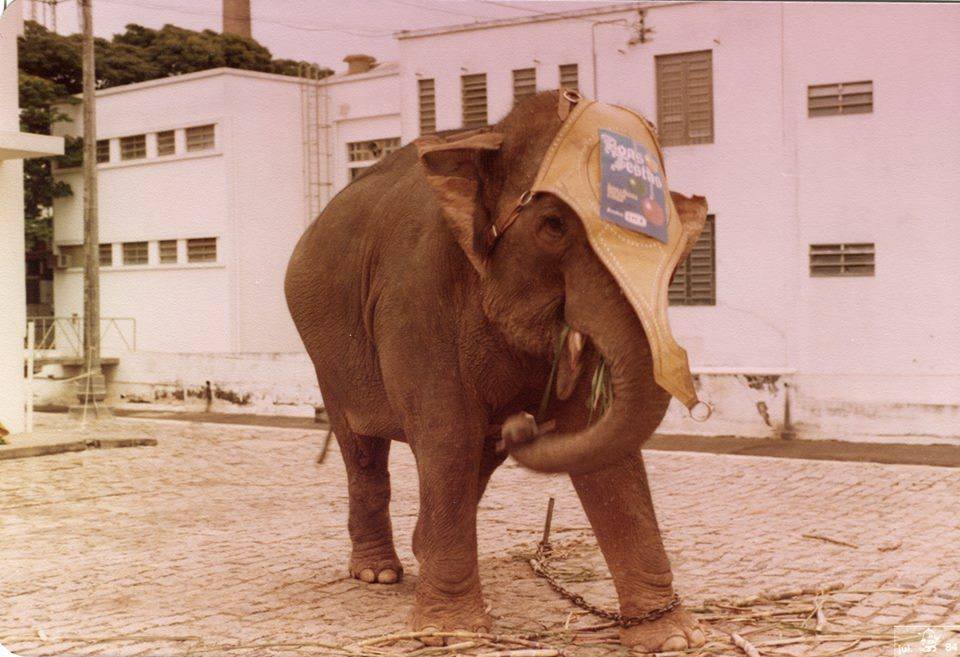 CICA Uma Das Mais Importantes Indústrias de Jundiaí - Conheça a Sua História