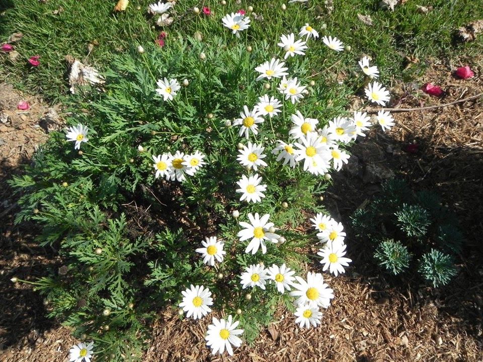 Inauguração do Espaço Margarida no Parque Guacuri