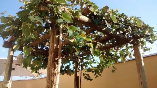 Como Plantar e Cultivar Uvas