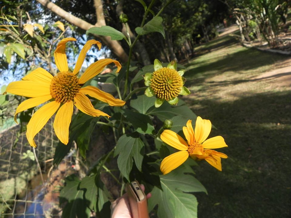 Você Conhece Margaridão ou Girassol Mexicano