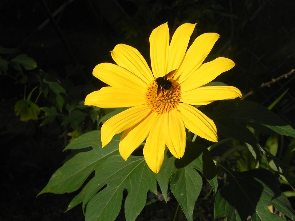 Você Conhece Margaridão ou Girassol Mexicano