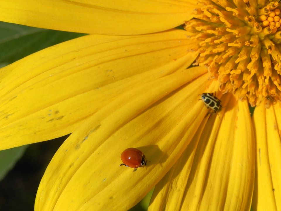 Você Conhece Margaridão ou Girassol Mexicano