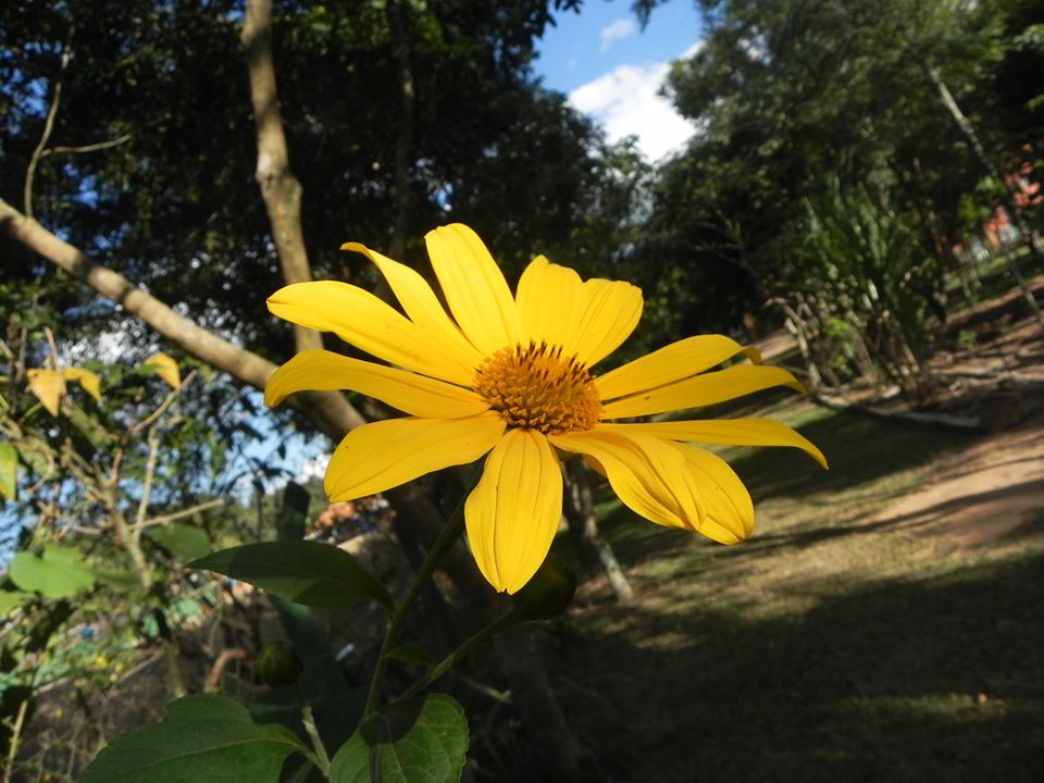 Você Conhece Margaridão ou Girassol Mexicano