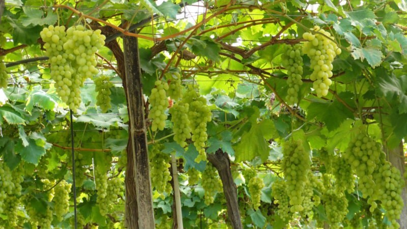 Rotas Turísticas de Jundiaí - SP