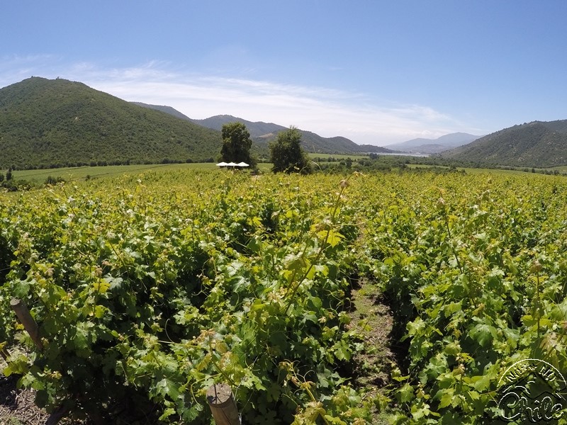 Vik - A Vinícola Mais Luxuosa do Chile