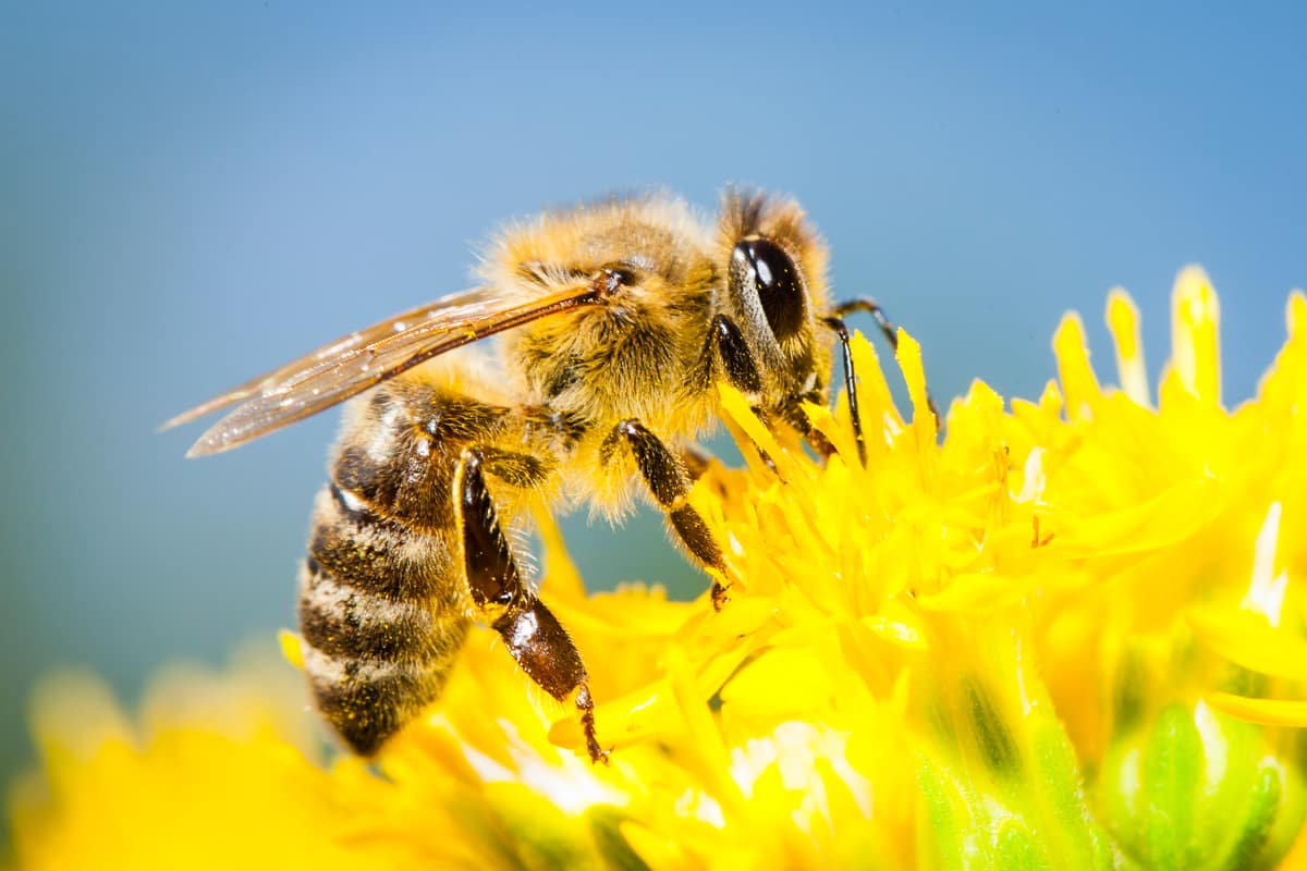 Abelhas são declaradas o ser vivo mais importante do planeta