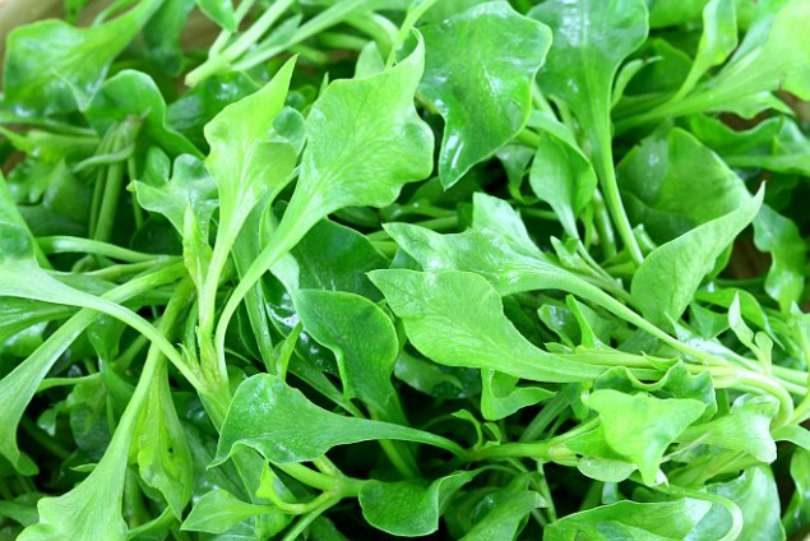 Benefícios do agrião!