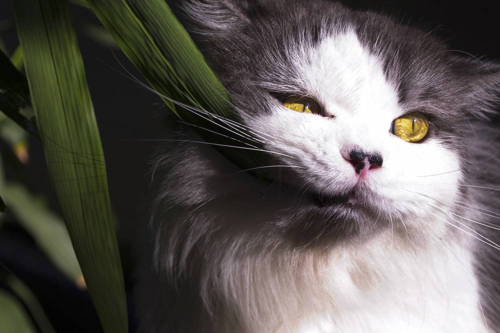 CONHEÇA AS PLANTAS TÓXICAS  PARA NOSSOS PET’S