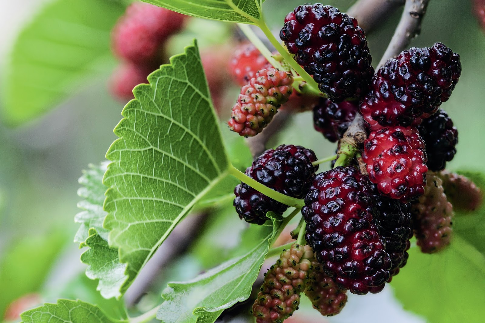 O Chá de Amora e o Equilíbrio Hormonal