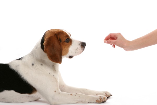 Em meio isolamento a social animais trazem alívio para as pessoas