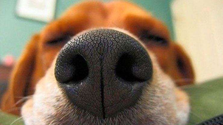 Dicas e ajuda com seu animal de estimação!   