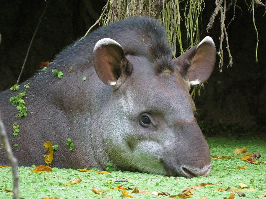Conheça a famosa Trilha Barreiro da Anta em Teodoro Sampaio