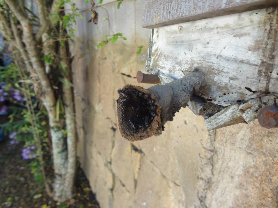 Conheça alguns tipos de mel e seus benefícios