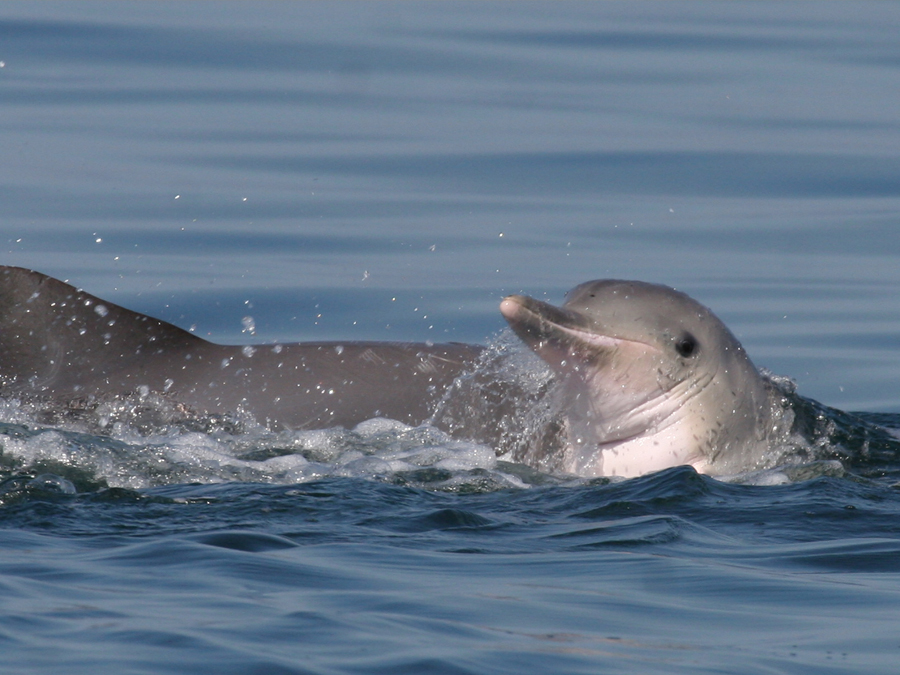 Conheça a Baía dos Golfinhos em Ilha Comprida