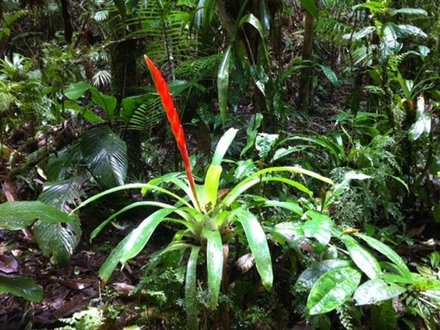 São Miguel Arcanjo oferece trilha acessível pessoas com mobilidade reduzida