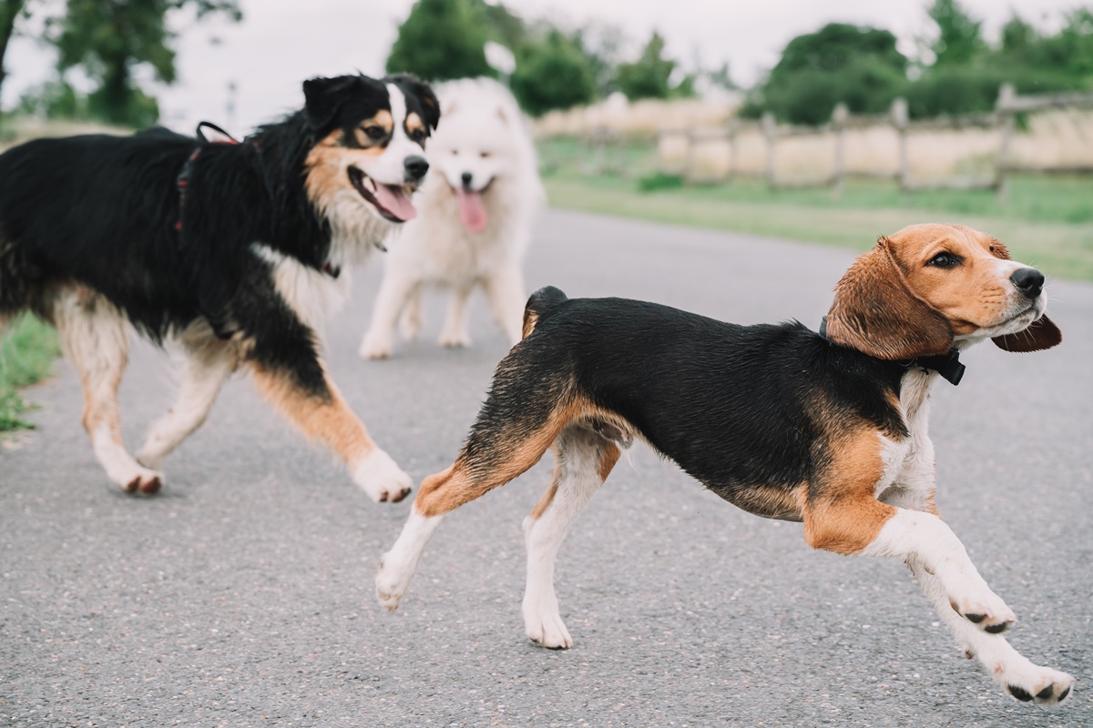 Como os Cães Demonstram Suas Emoções e Como Você Pode Aprender Com Eles