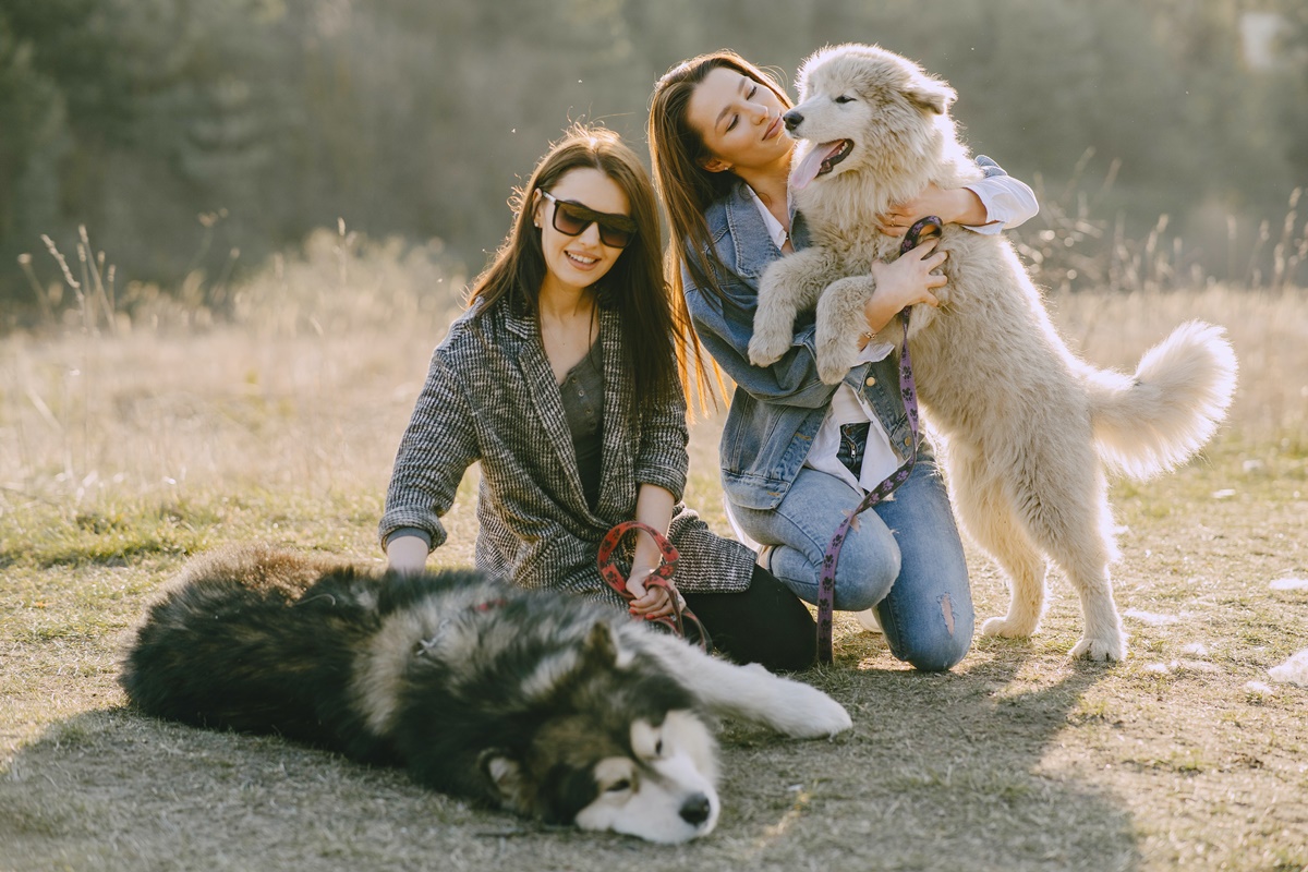 Como os Cães Demonstram Suas Emoções e Como Você Pode Aprender Com Eles