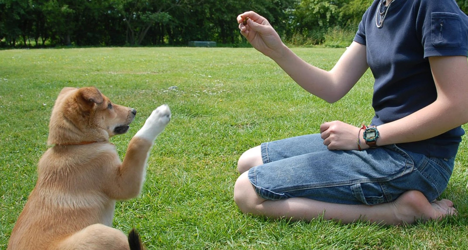 Treinamento aos animais antes da adoção para que não sejam devolvidos!