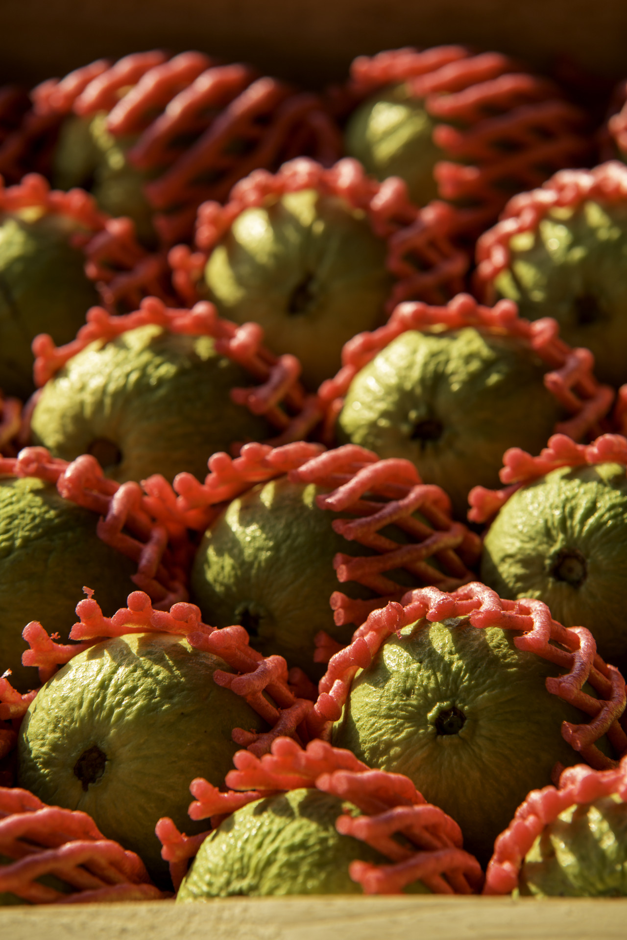 Chácara São Vicente