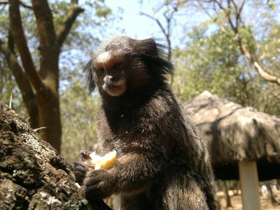 Parque do Corrupira – Diversão para todas as idades em Jundiaí