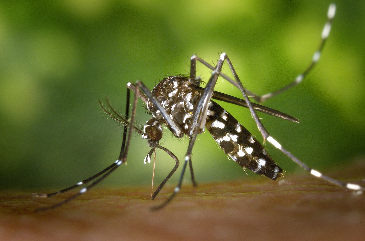 Mutirão da dengue na Vila São João