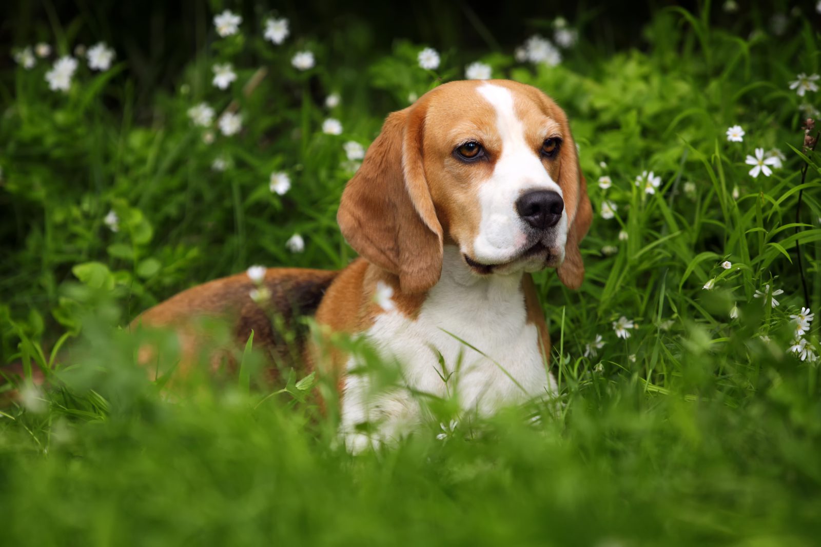O cachorro ideal para você!