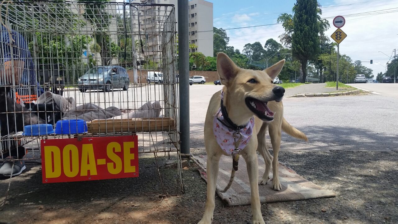 4 mil cães e gatos adotados na Feirinha da Imigrantes!