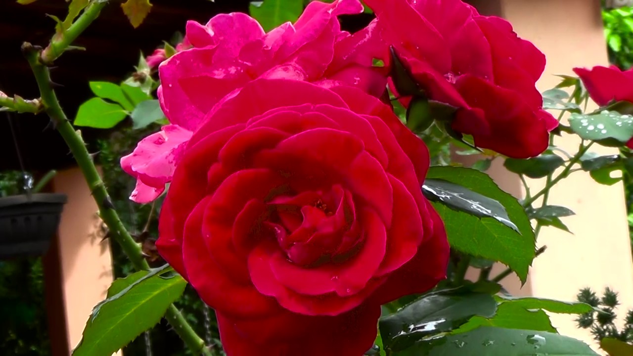 O Encanto das Rosas Vermelhas