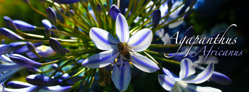 Flora Ateliê da Natureza Itupeva