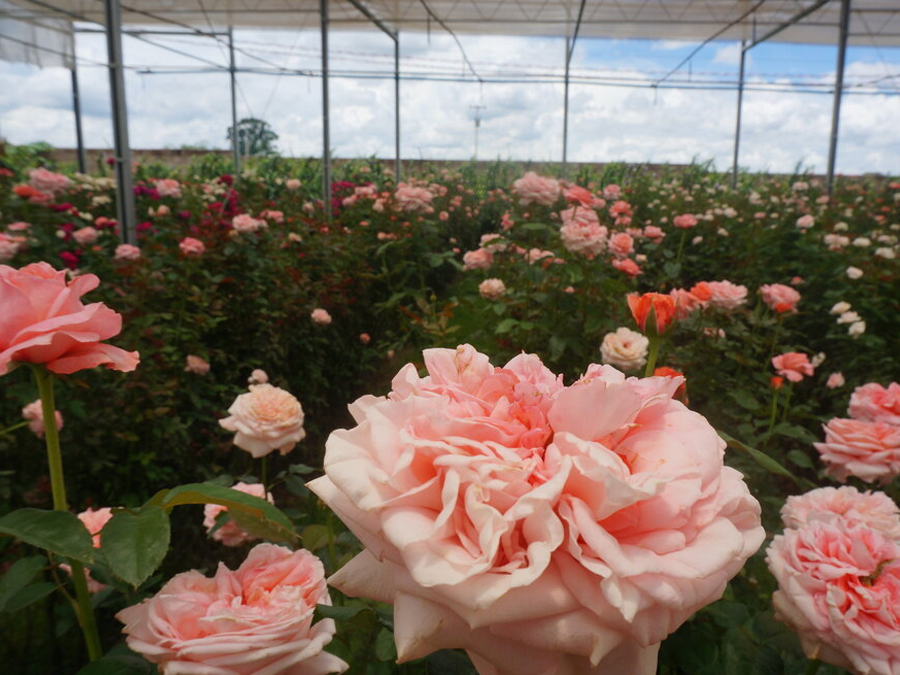 Conheça o Bloemen Park em Holambra