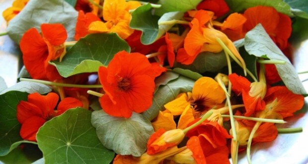 PANC - Plantas Alimentícias não convencionais