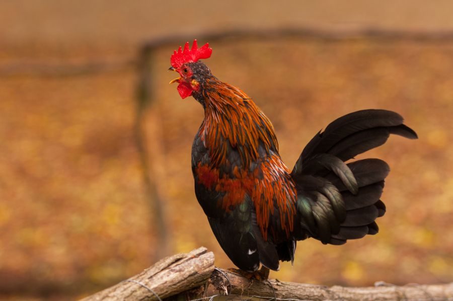 Por que os galos cantam ao amanhecer?