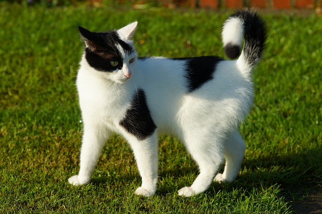 Conheça 9 curiosidades sobre os gatos!