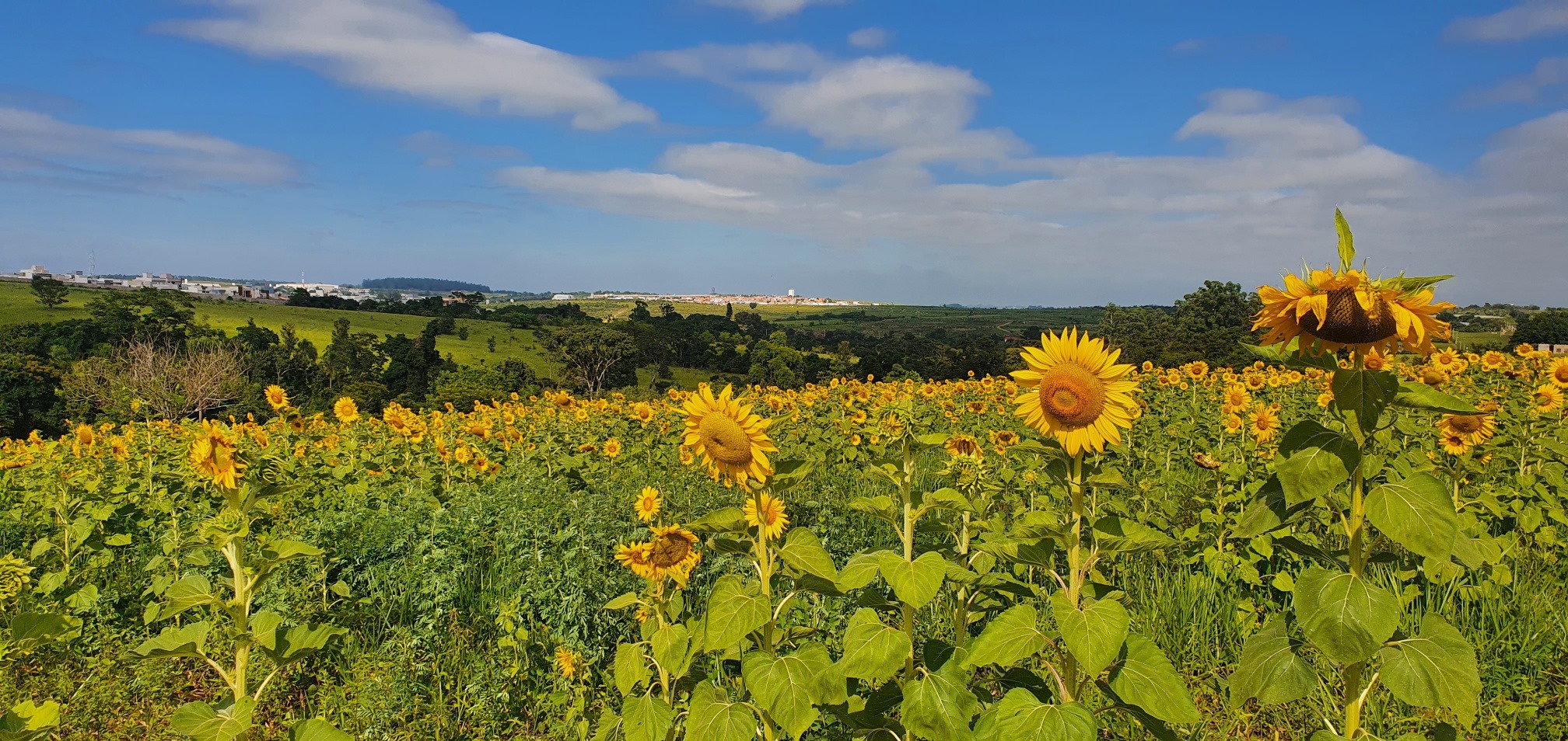 Campo de Girassóis Vira Atração Turística em Indaiatuba