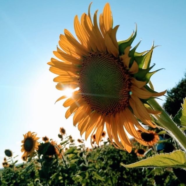 Campo de Girassóis Vira Atração Turística em Indaiatuba