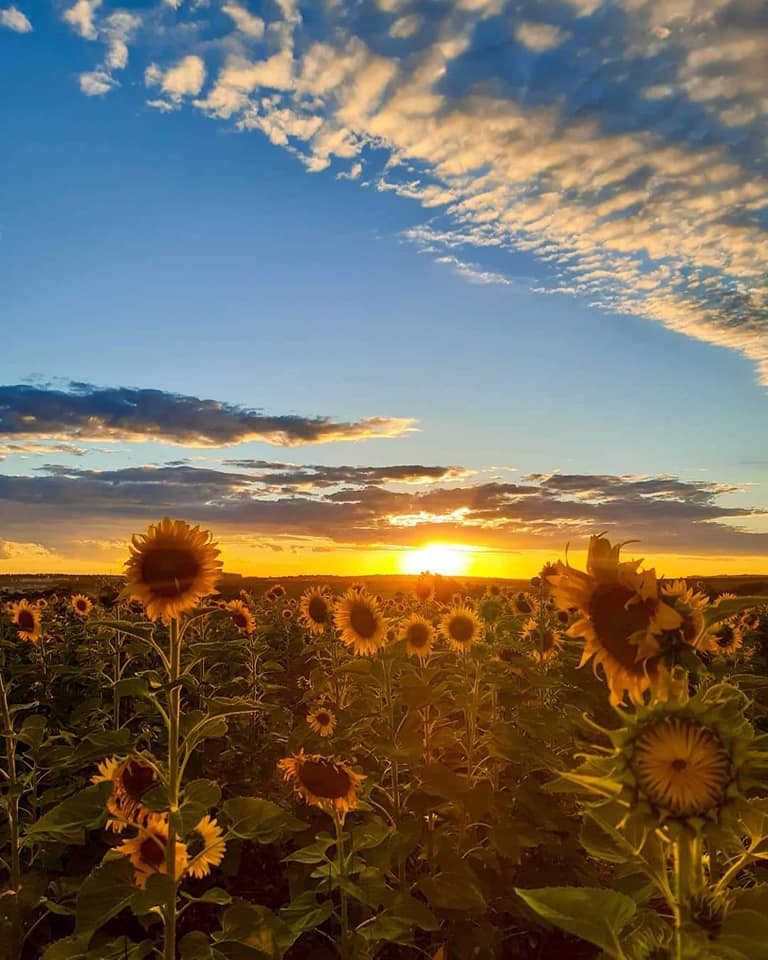 Campo de Girassóis Vira Atração Turística em Indaiatuba