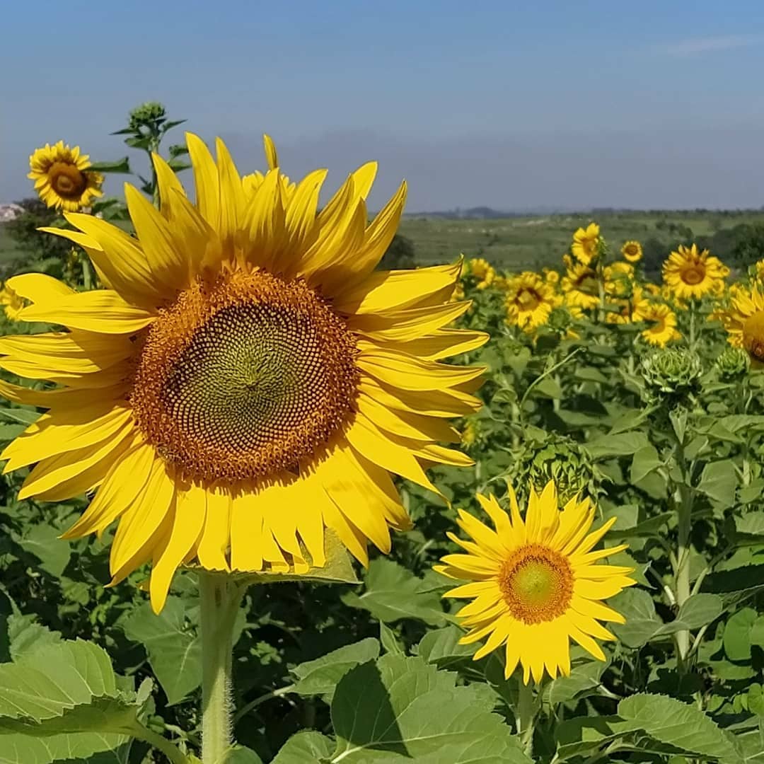 Campo de Girassóis Vira Atração Turística em Indaiatuba