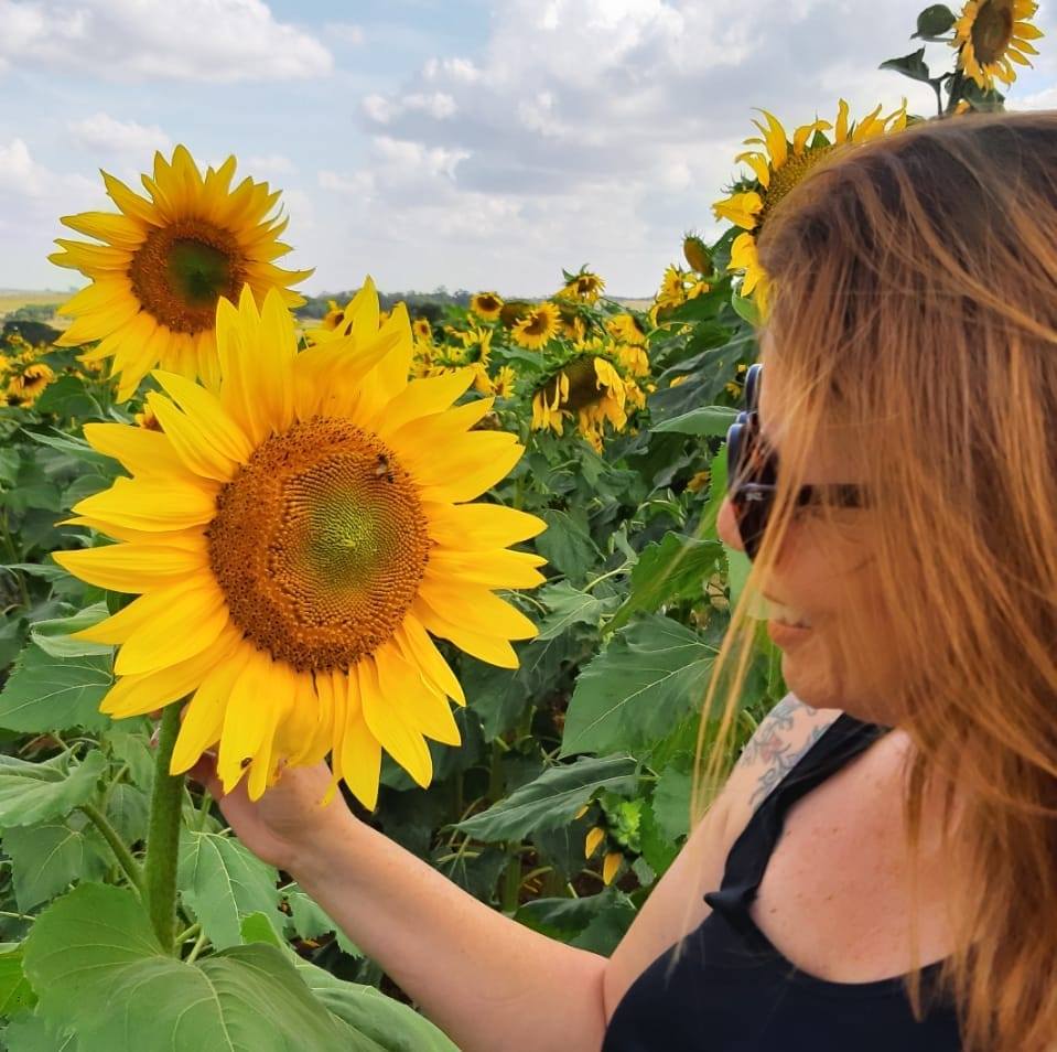 Campo de Girassóis Vira Atração Turística em Indaiatuba