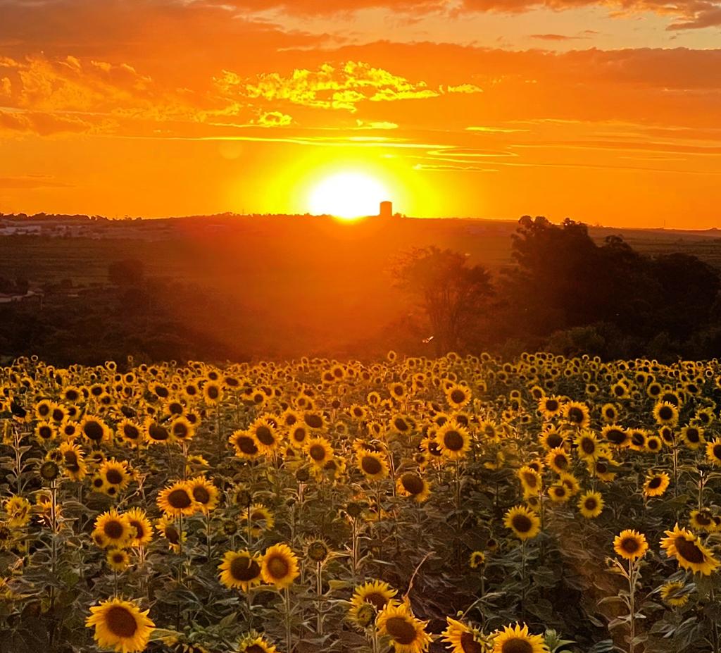 Campo de Girassóis Vira Atração Turística em Indaiatuba