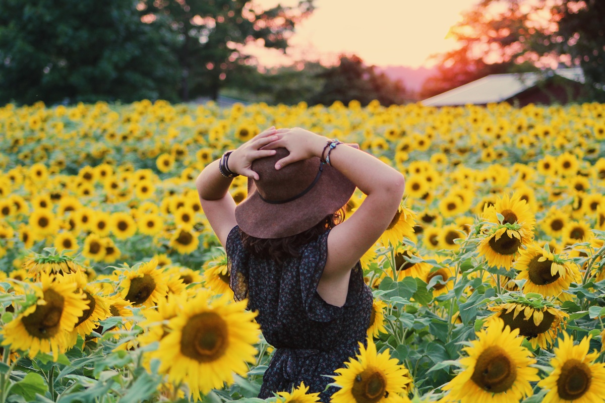 Você Sabia que o Girassol não é uma Flor?