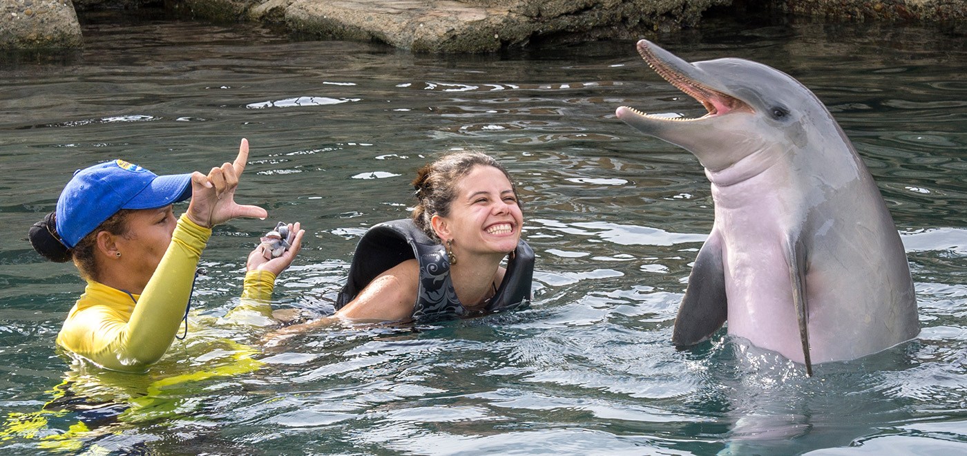O Seu Sonho é Mergulhar com Golfinhos?