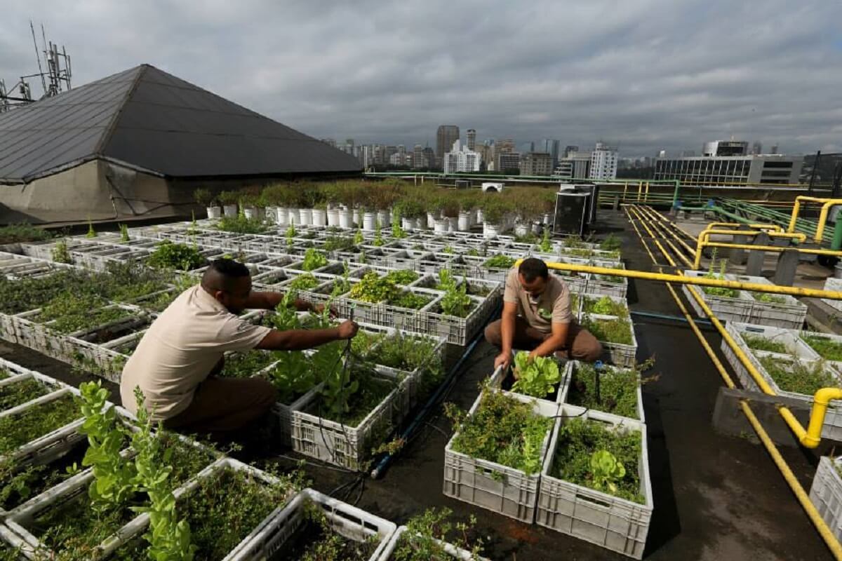 Shopping cria horta utilizando resíduos da praça de alimentação