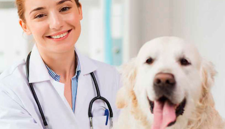 Novo Hospital Veterinário em Jundiaí