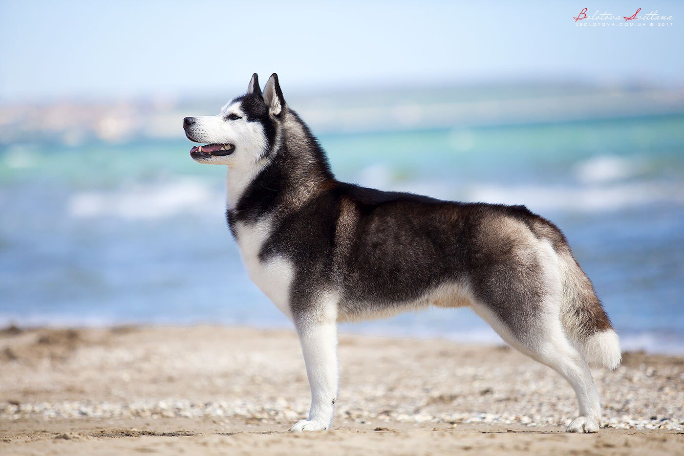 Husky Siberiano