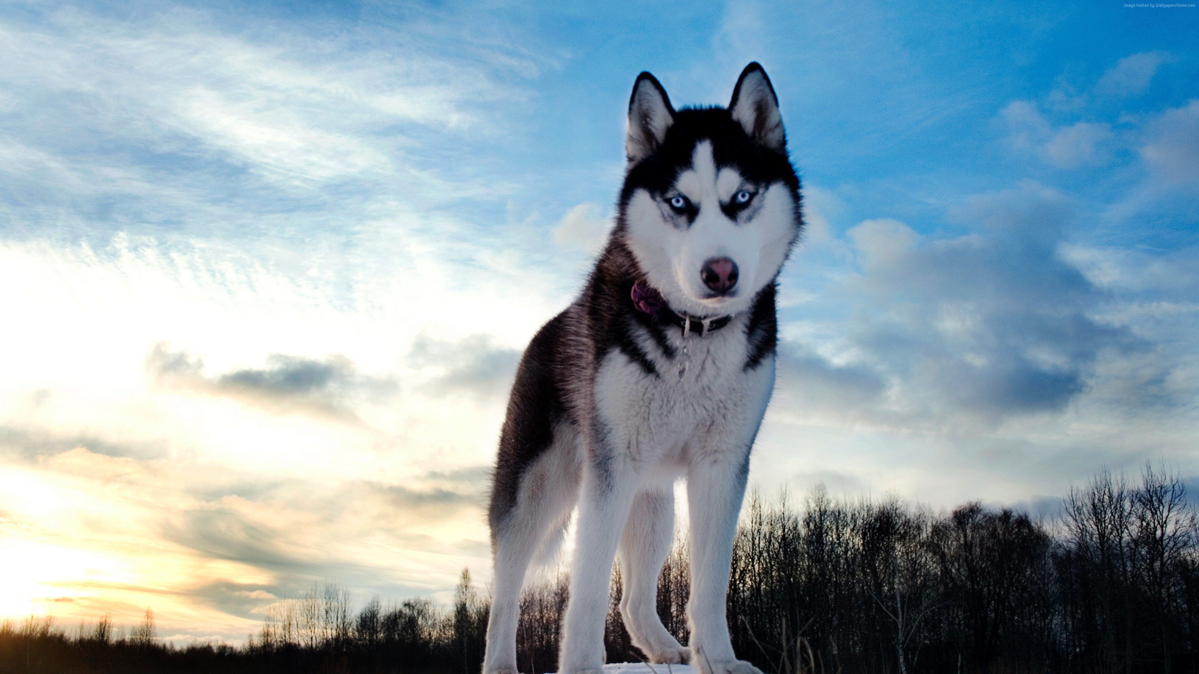 Husky Siberiano