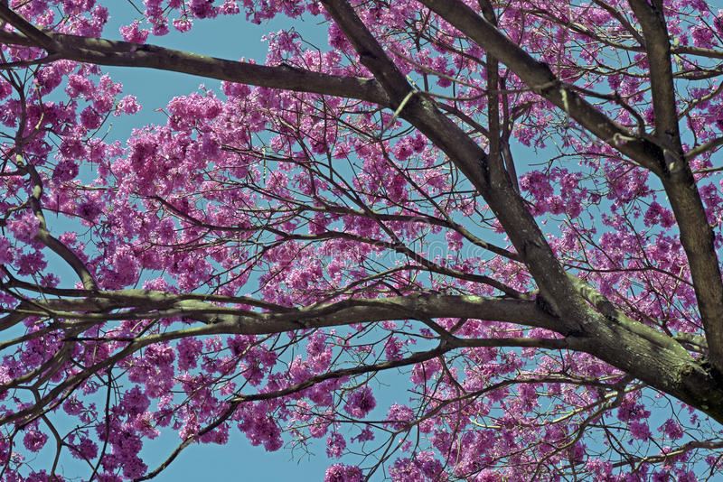 A Exuberante Beleza dos Ipês e Suas Floradas